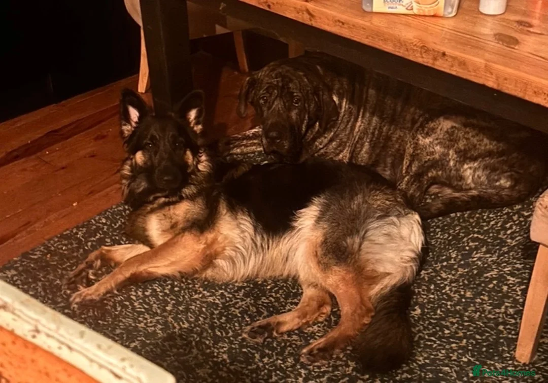 German Shepherd dogs for sale: 2 year old female German Shepherd new home - Advert 5