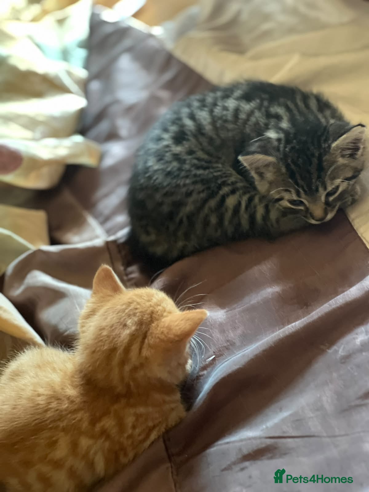Mixed Breed cats Two adorable kittens looking for loving homes - Advert 2