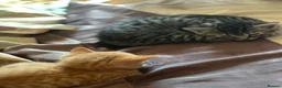 Mixed Breed cats for sale: Two adorable kittens looking for loving homes - Advert 2