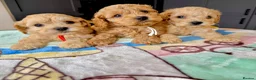 Cockapoo dogs for sale: ✨💥 Absolutly stunning Cockerpoo pups ready soon✨ - Advert 8