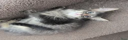 Persian cats for sale: Adorable Chocolate Haired Persian Male Kitten  - Advert 4