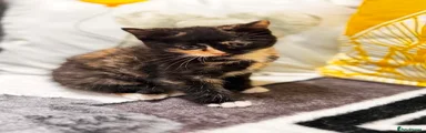 Mixed Breed Kitten 2