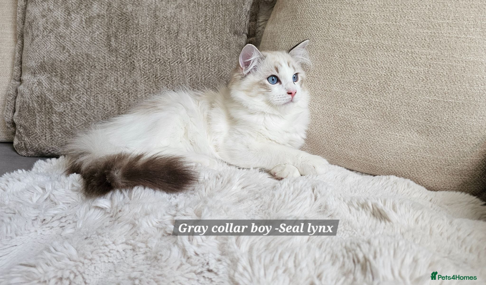 Ragdoll cats ACTIVE BOY - Advert 2