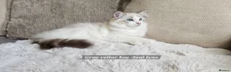Ragdoll cats for sale: RAGDOLLS BOYS ONLY 2 LEFT - Advert 3