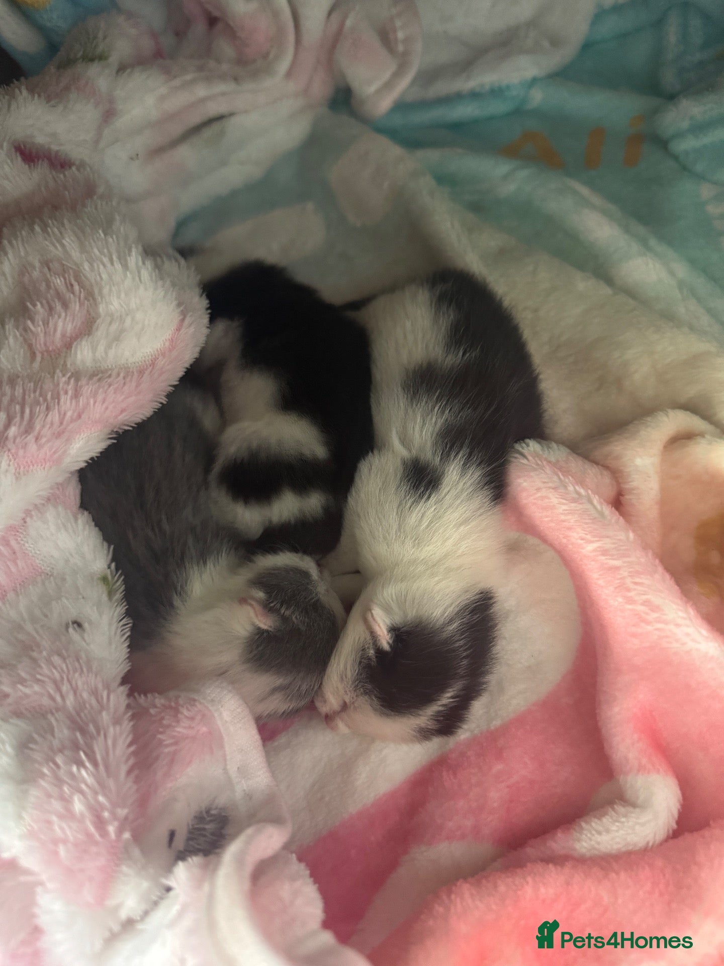 British Shorthair cats Newborn Kittens - Advert 1