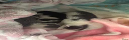 British Shorthair cats for sale: Newborn Kittens in Bradford - Advert 1