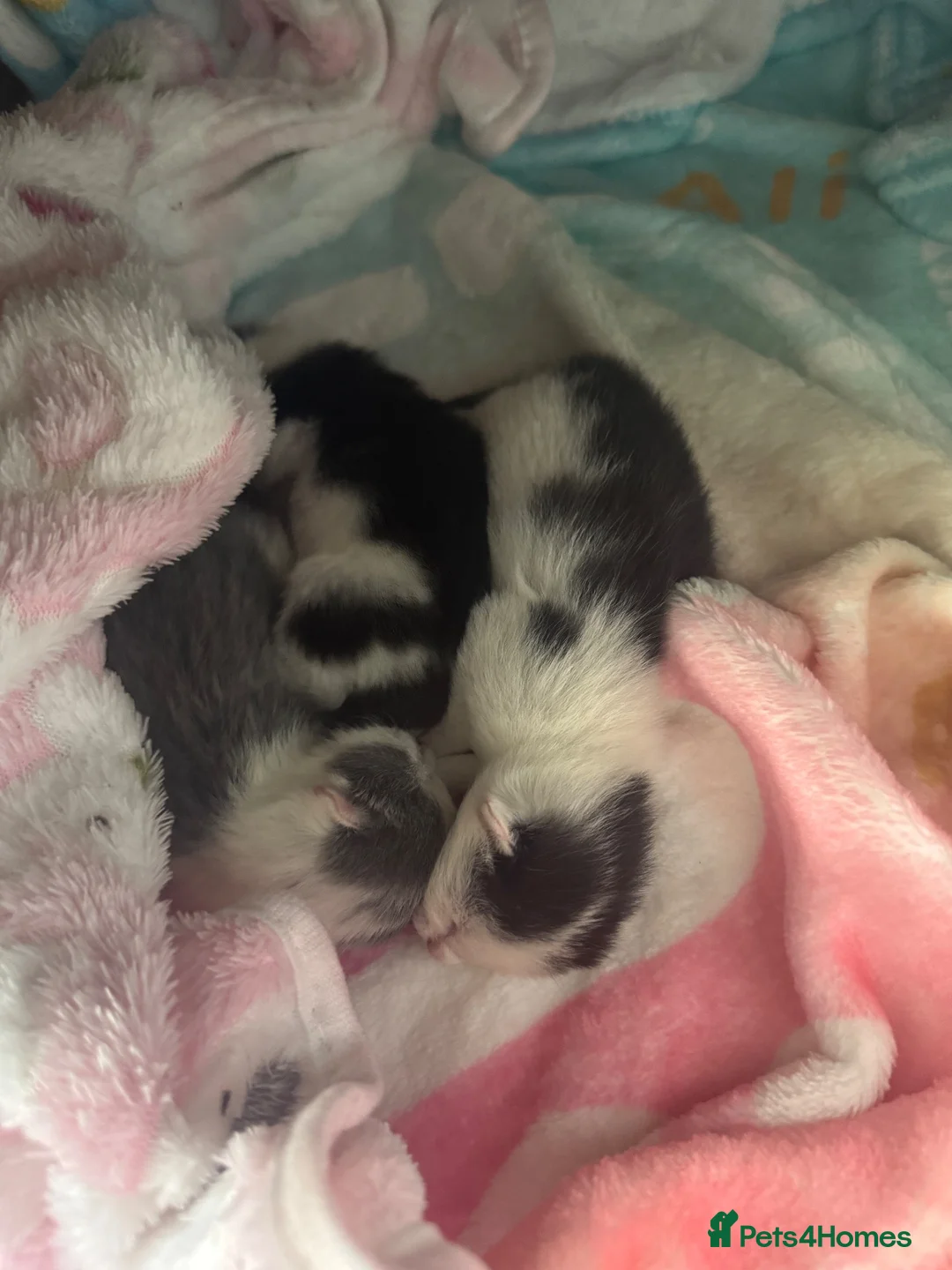 British Shorthair cats for sale: Newborn Kittens in Bradford - Advert 1