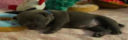 Staffordshire Bull Terrier dogs for sale: KC Blue Staffordshire Bull Terrier Puppies SOLD - Advert 21