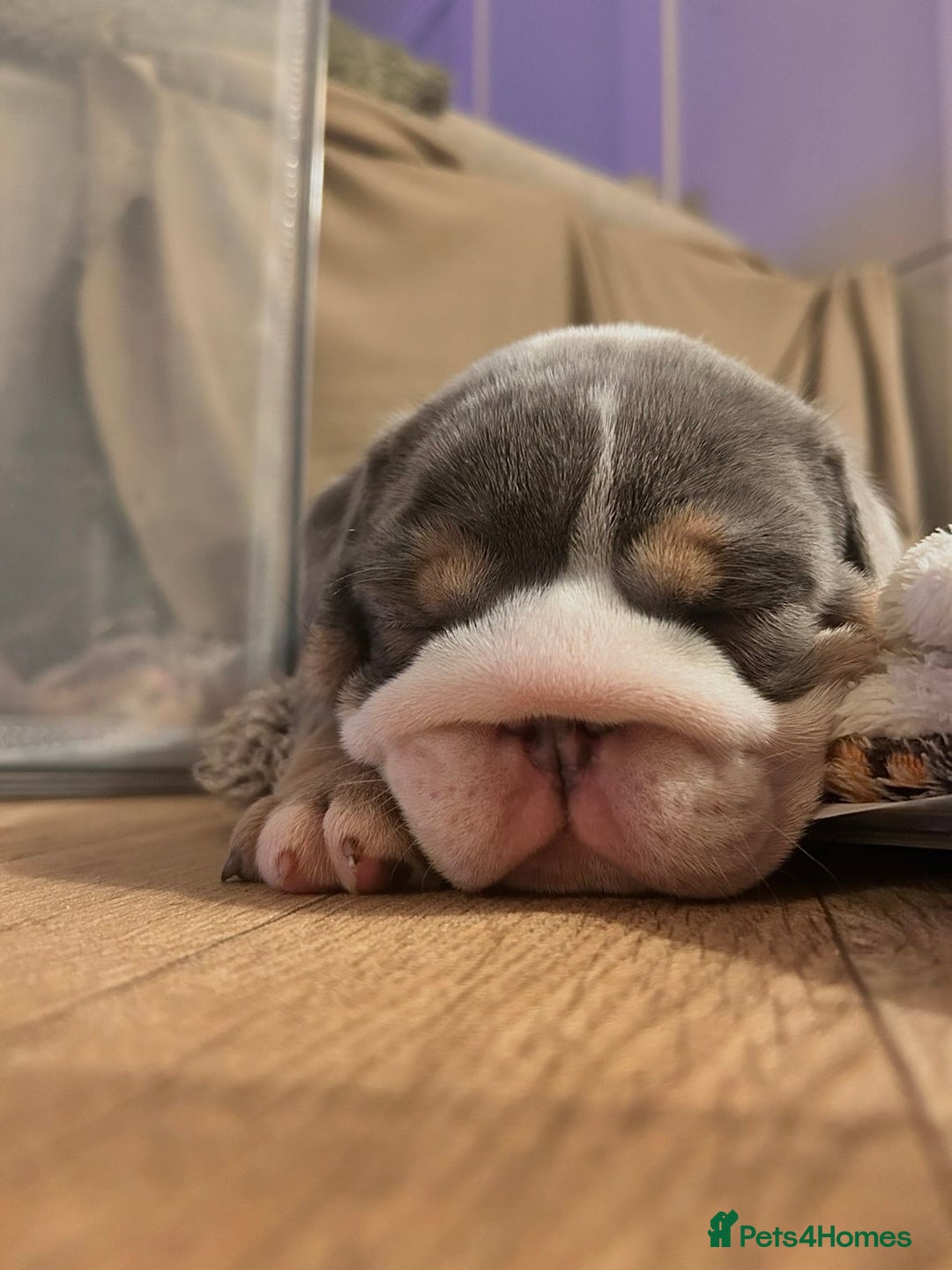 English Bulldog dogs for sale: English bulldog puppies - Advert 23