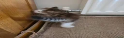Siberian cats for sale: Pure gorgeous Siberian Kittens  - Advert 18