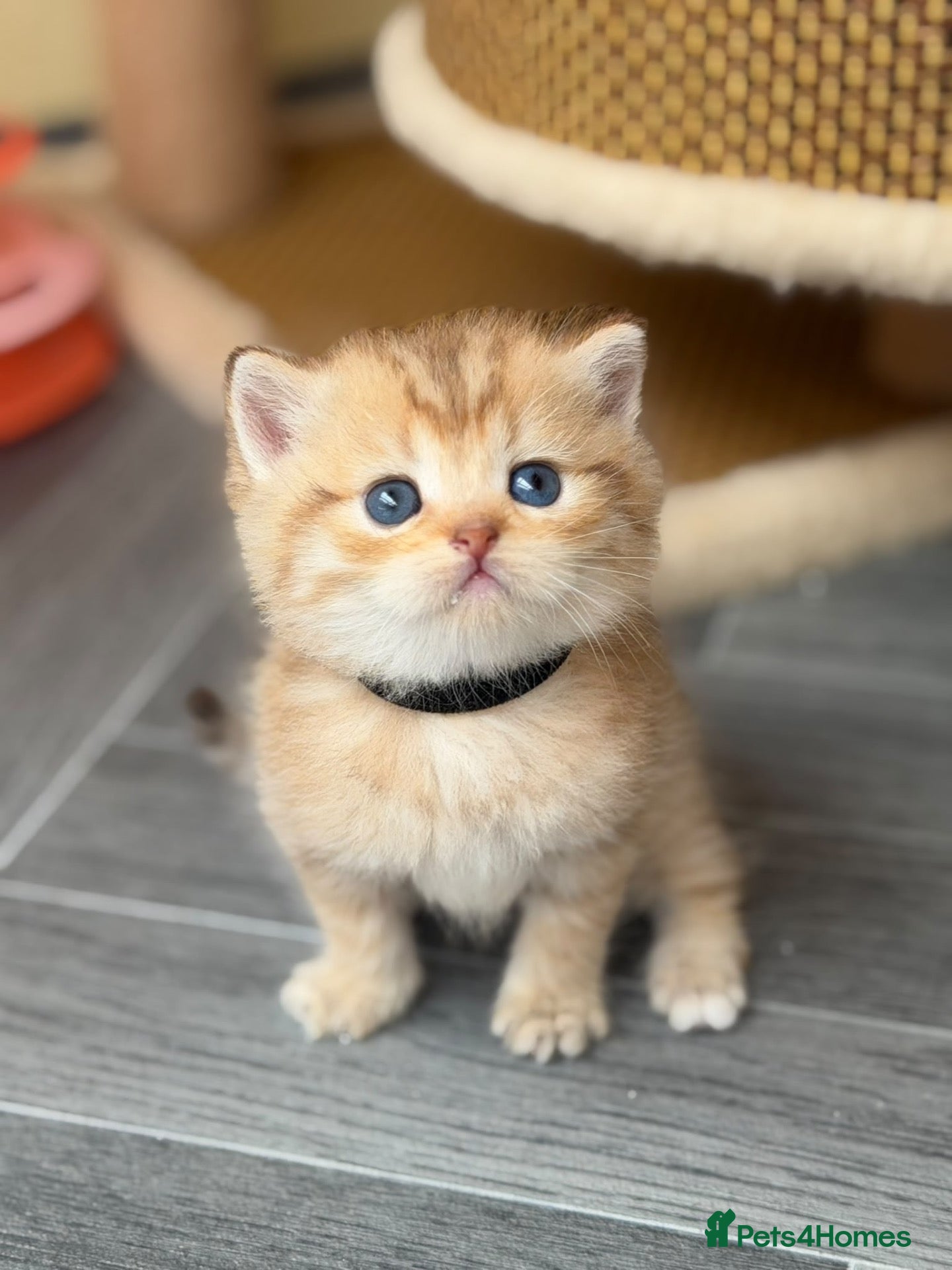 British Shorthair cats Adorable TICA British Shorthair kittens  - Advert 3