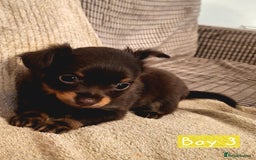 Russian Toy Terrier dogs for sale: Pure blood Russian Toy smooth and long haired - Image 9