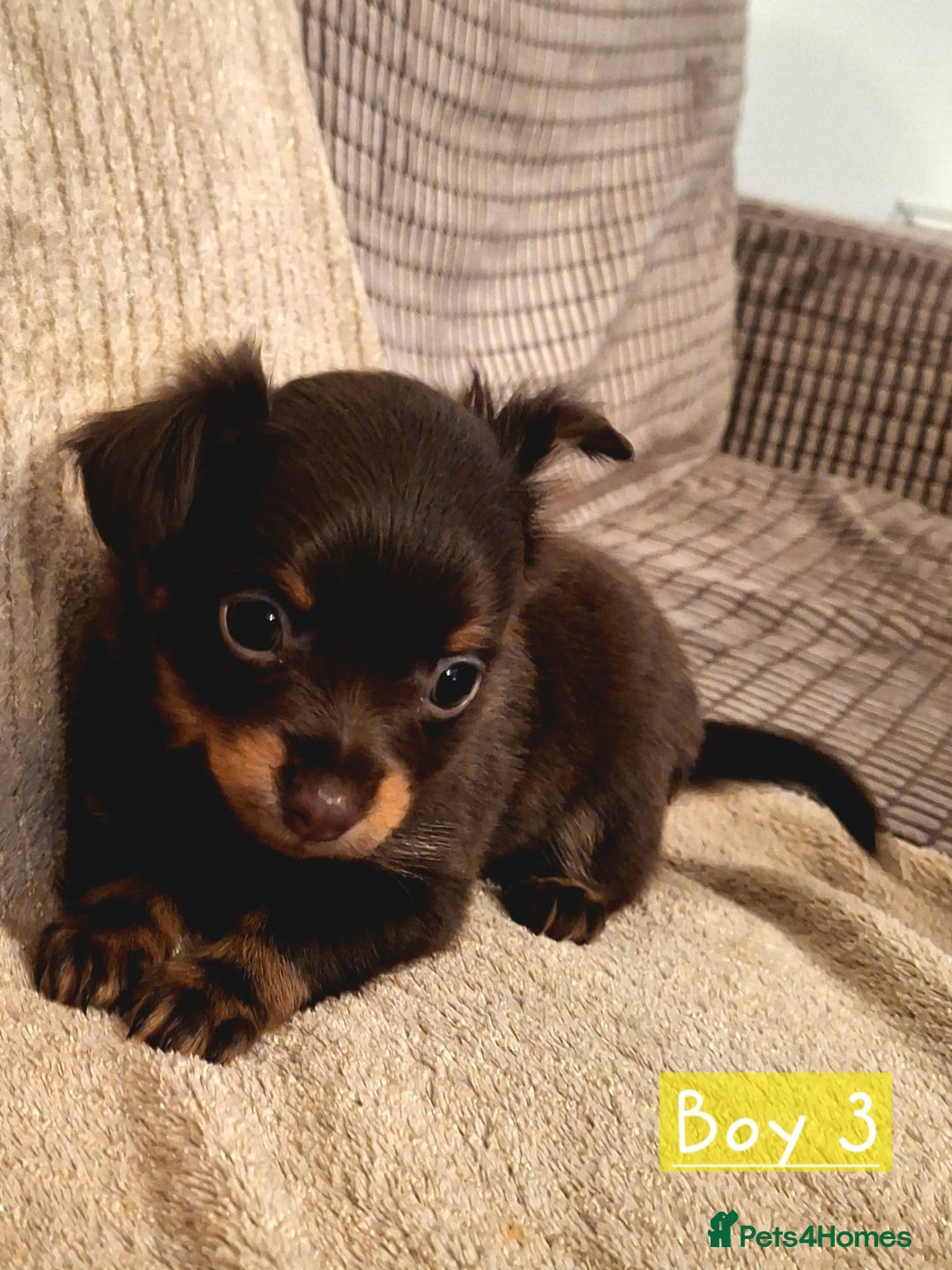 Russian Toy Terrier dogs for sale: Pure blood Russian Toy smooth and long haired - Image 9