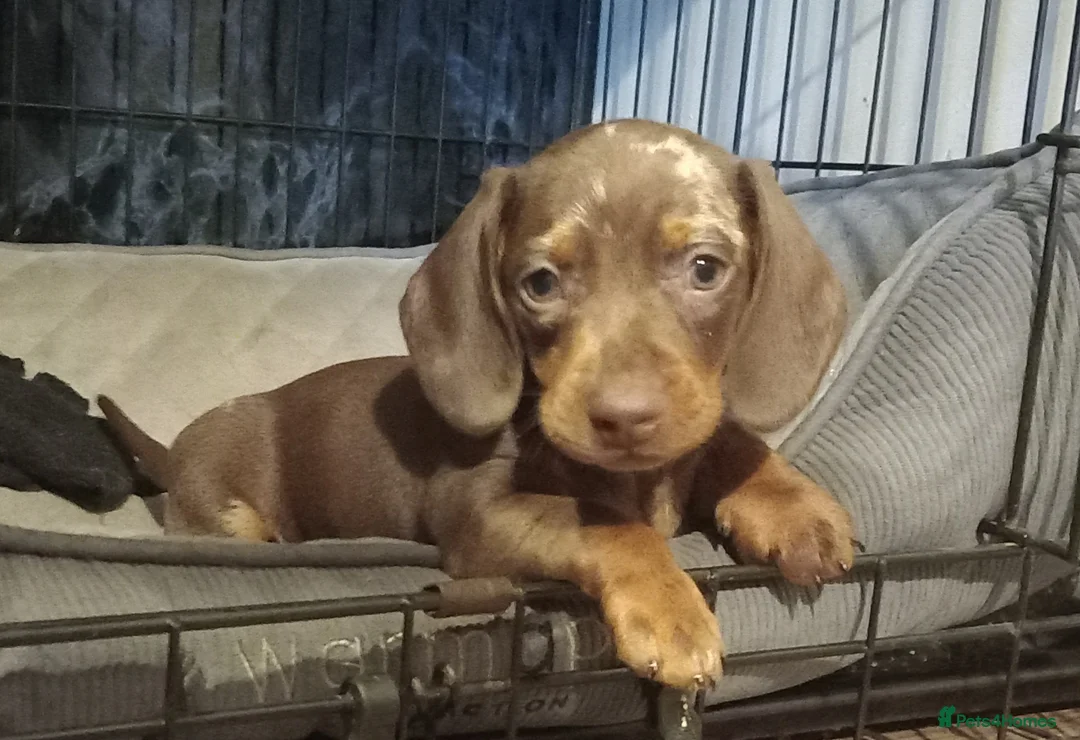 Miniature Dachshund dogs for sale: Beautiful mini dachshund  - Advert 2