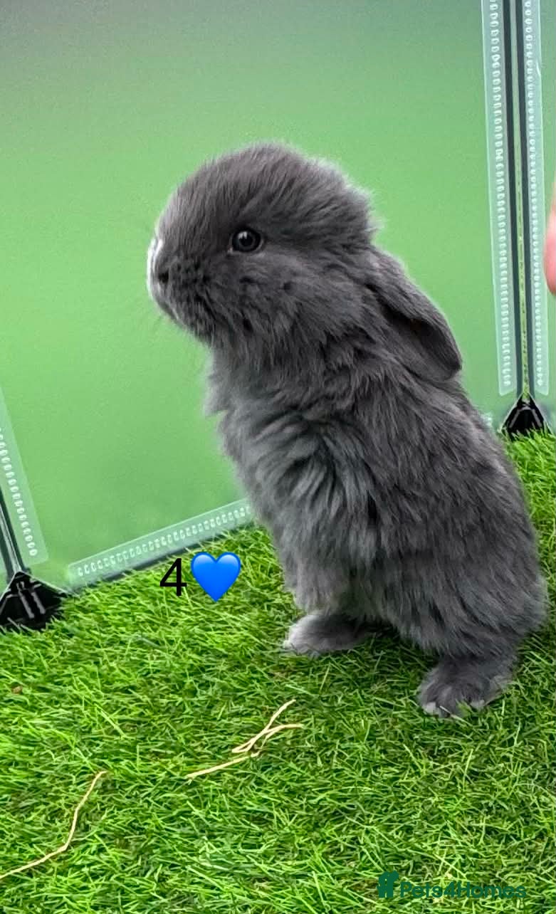 French Lop rabbits Pure French lop - Advert 12