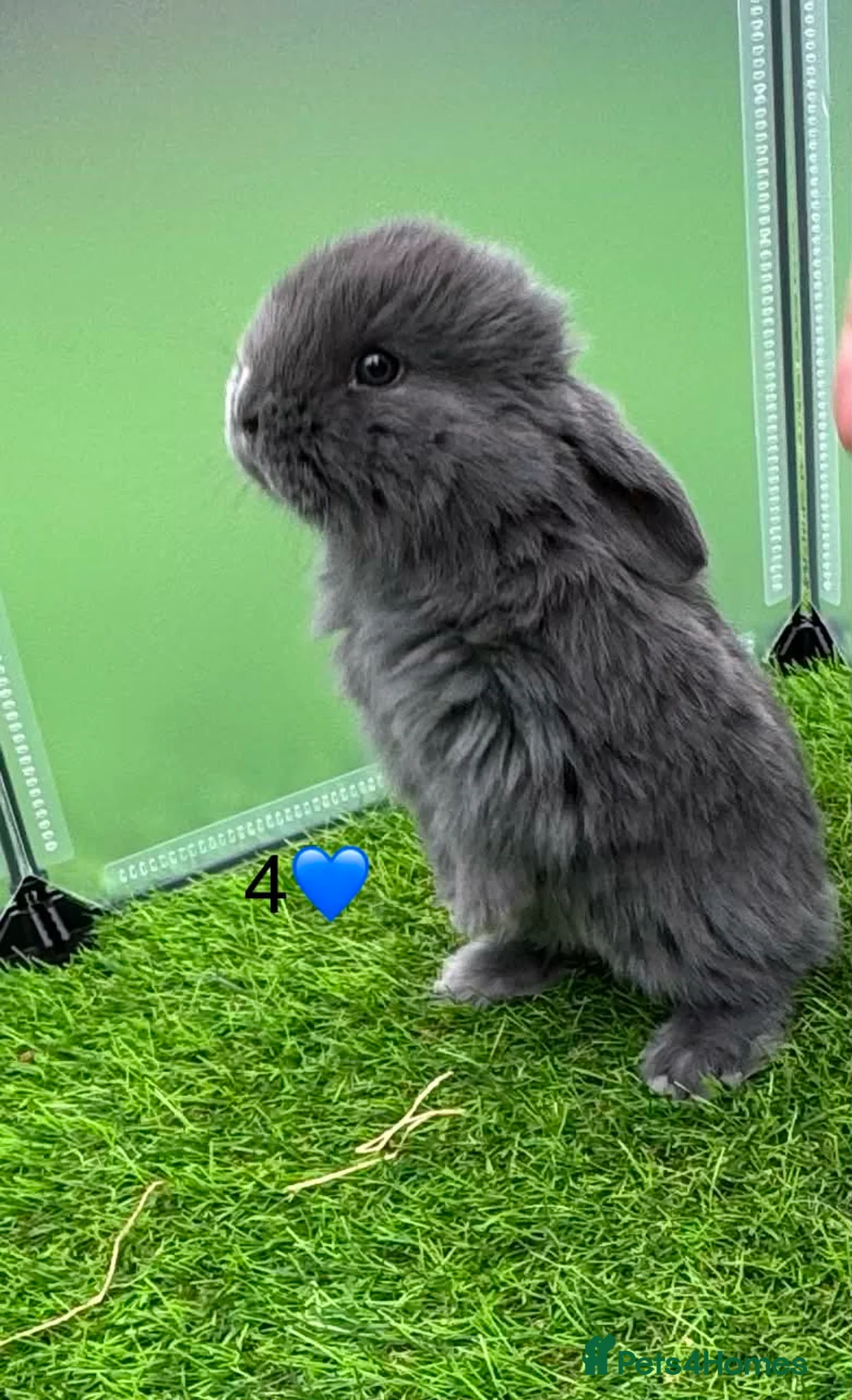 French Lop rabbits for sale: Pure French lop - Advert 2