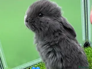 French Lop rabbits Pure French lop - Advert 1