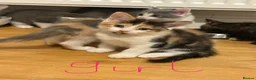 Mixed Breed cats for sale: 🥰 mixed breed calicos, tuxedos & grey kittens  - Advert 5