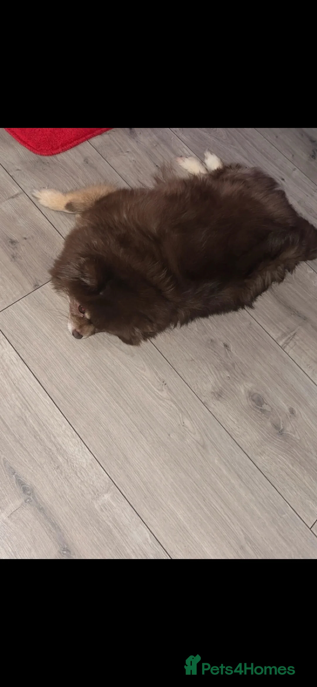 Pomeranian dogs for sale: Chocolate and tan girl  in Wellingborough - Advert 4