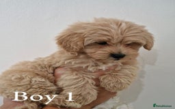 Maltipoo dogs for sale: Adorable Maltipoo Pups - Image 5