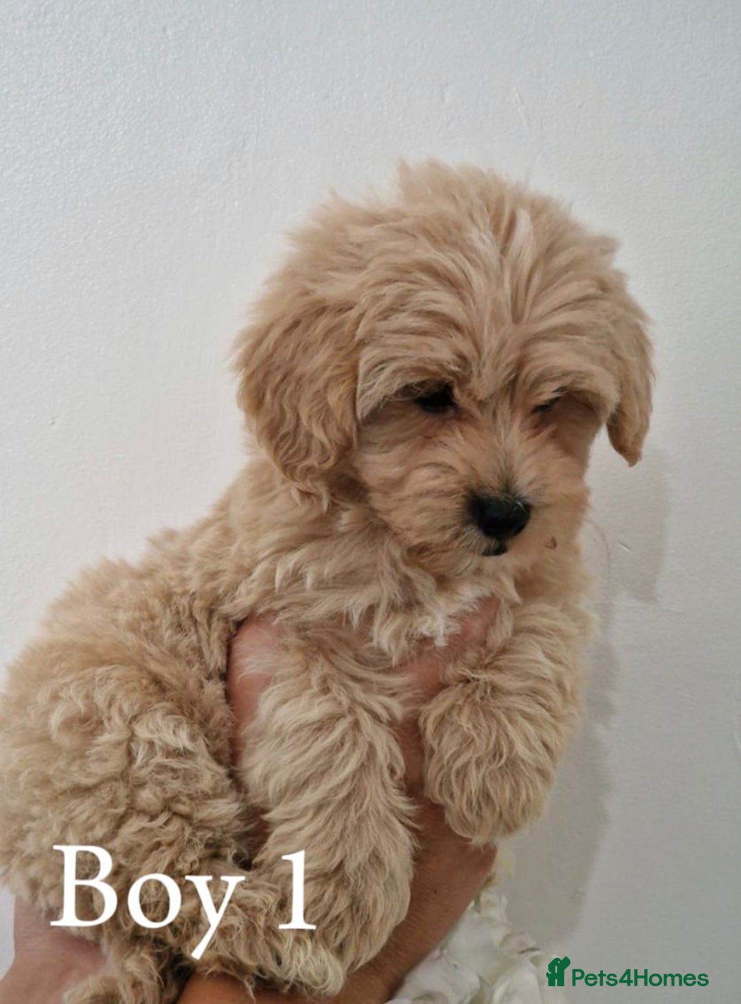 Maltipoo dogs for sale: Adorable Maltipoo Pups - Image 5