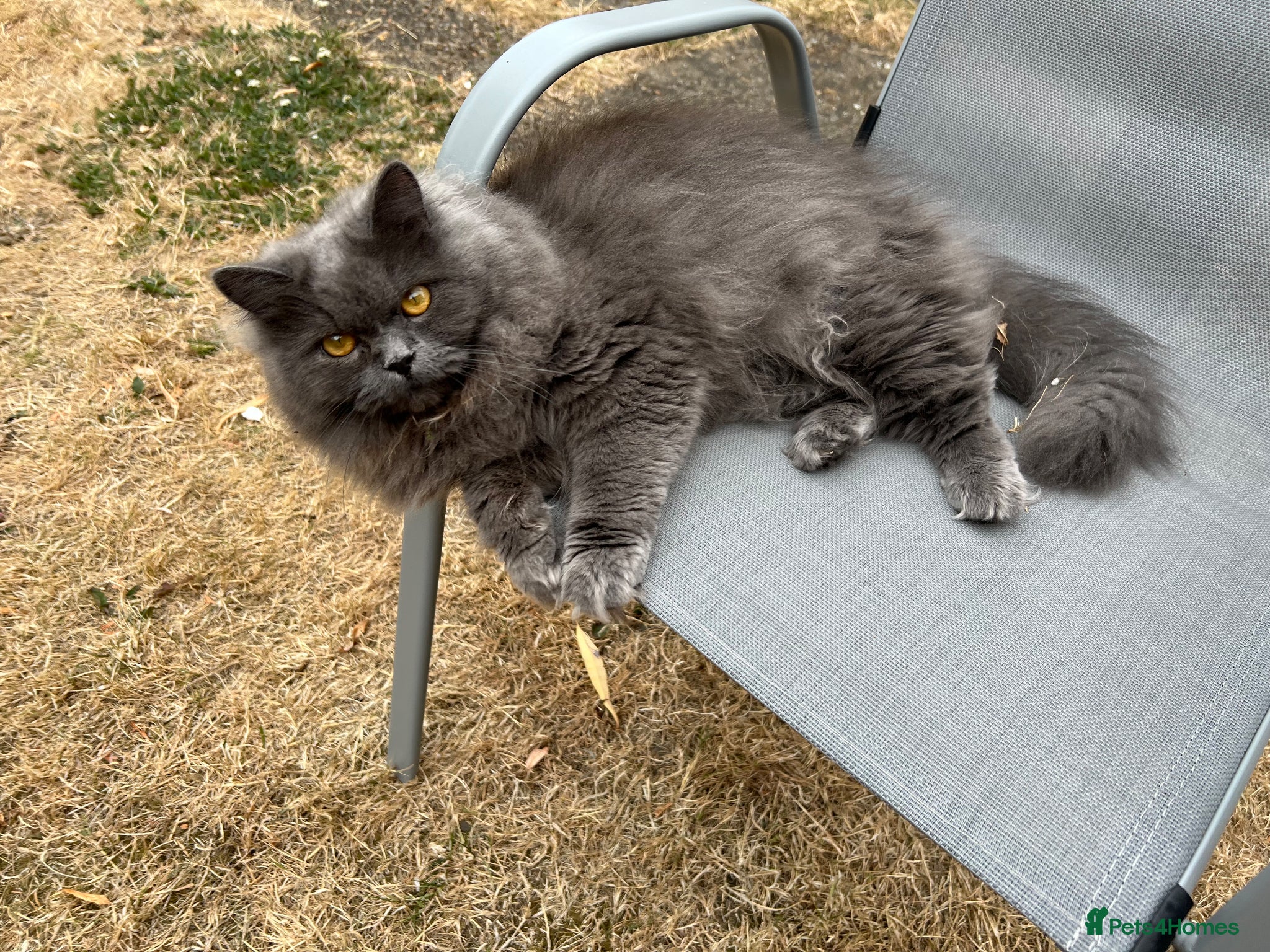 British Longhair cats Nyla and Kai British longhair siblings - Advert 1