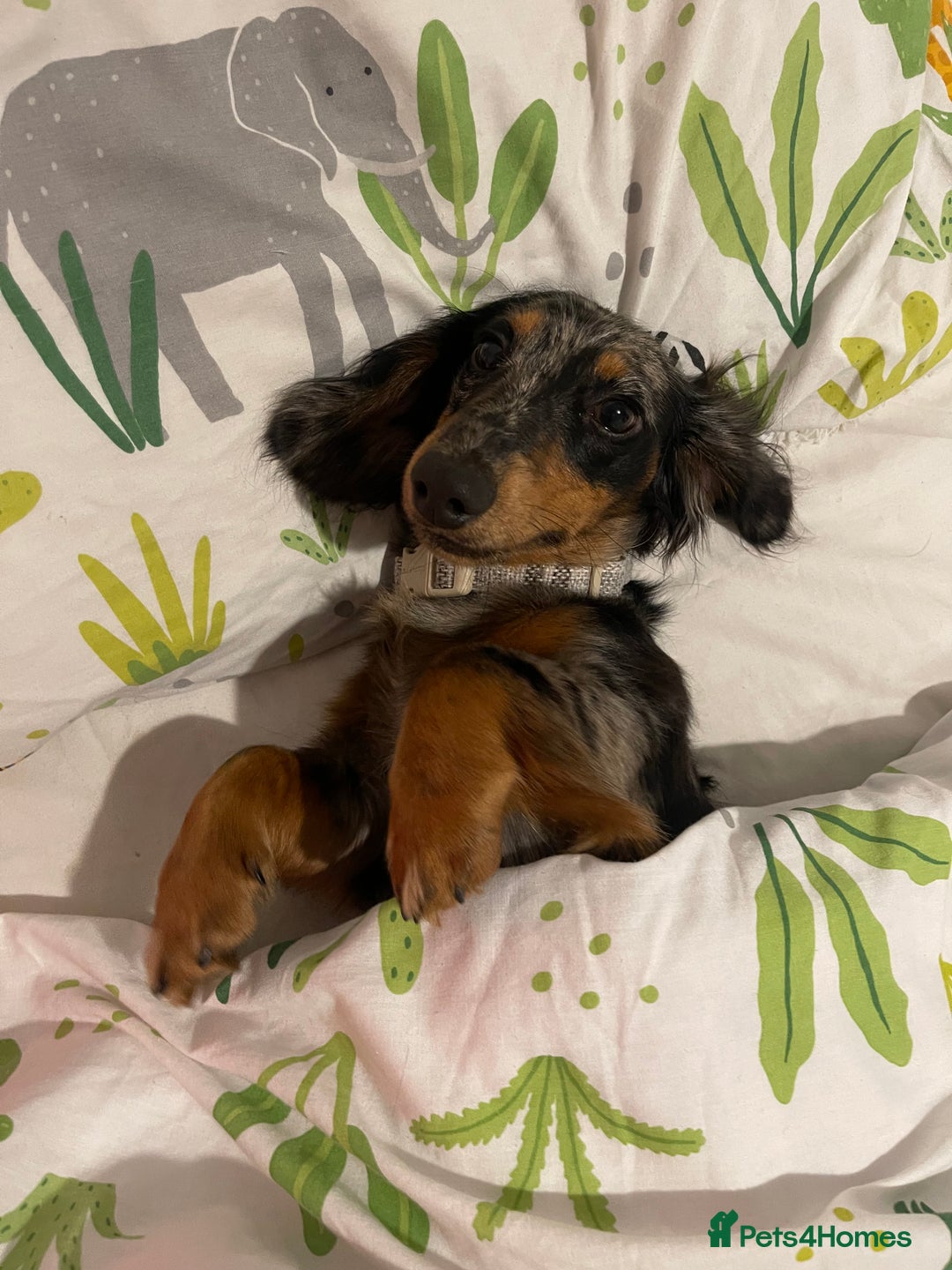Miniature Dachshund dogs for sale:  Miniature Dachshund for rehoming.  - Advert 7