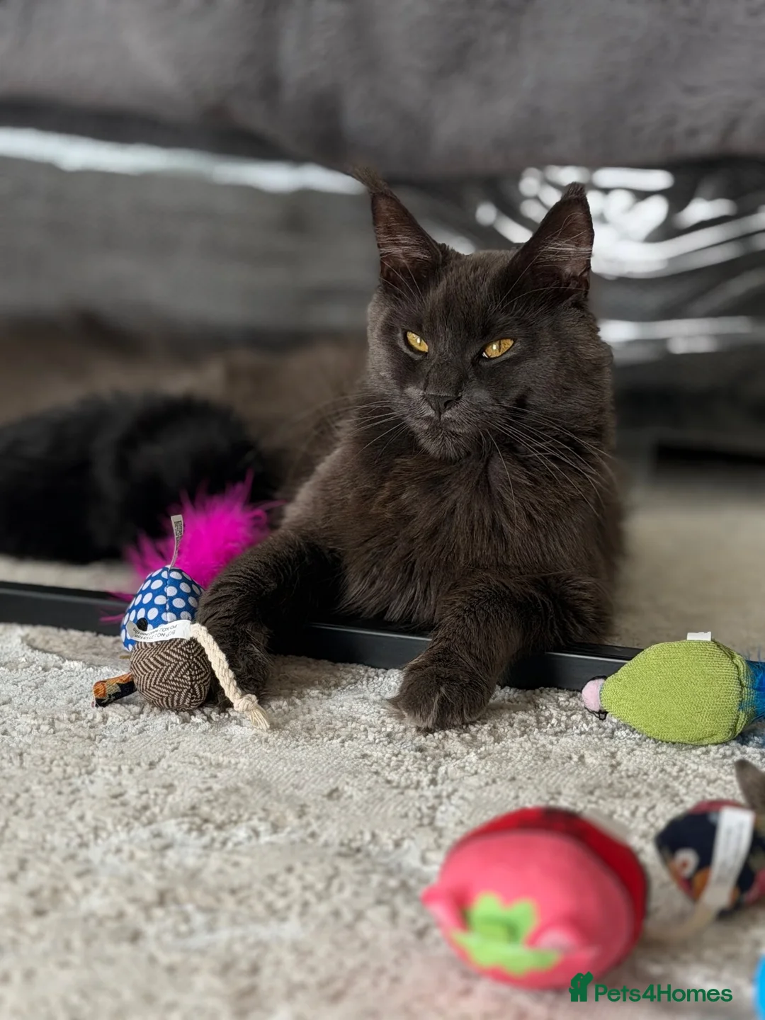 Maine Coon cats for sale: Maine coon cross kittens  in Ammanford - Advert 9