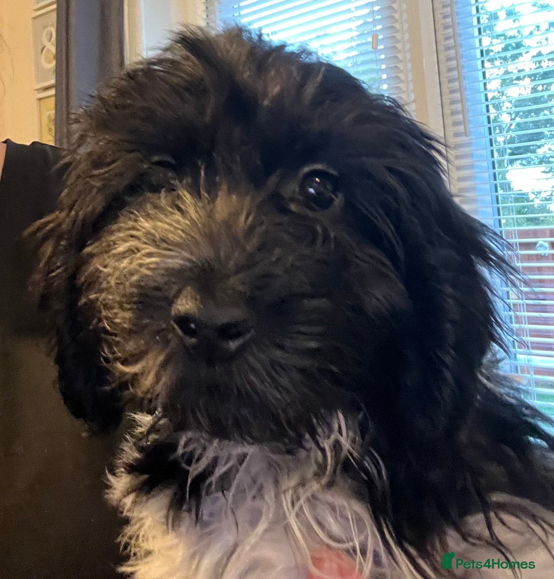Cockapoo dogs for sale: F1b beautiful girl  - Image 28