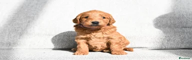 Mini Goldendoodle Puppy 4