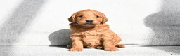 Mini Goldendoodle dogs for sale: BEAUTIFUL MINI GOLDENDOODLES  - Advert 9