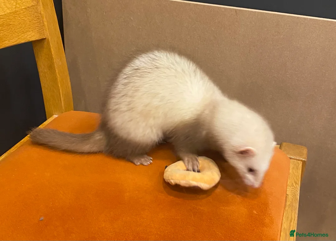 Ferret rodents for sale: Ferret with large home  in Richmond - Advert 6