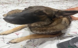 German Shepherd dogs for sale: 1 year old German Shepard female. - Image 3