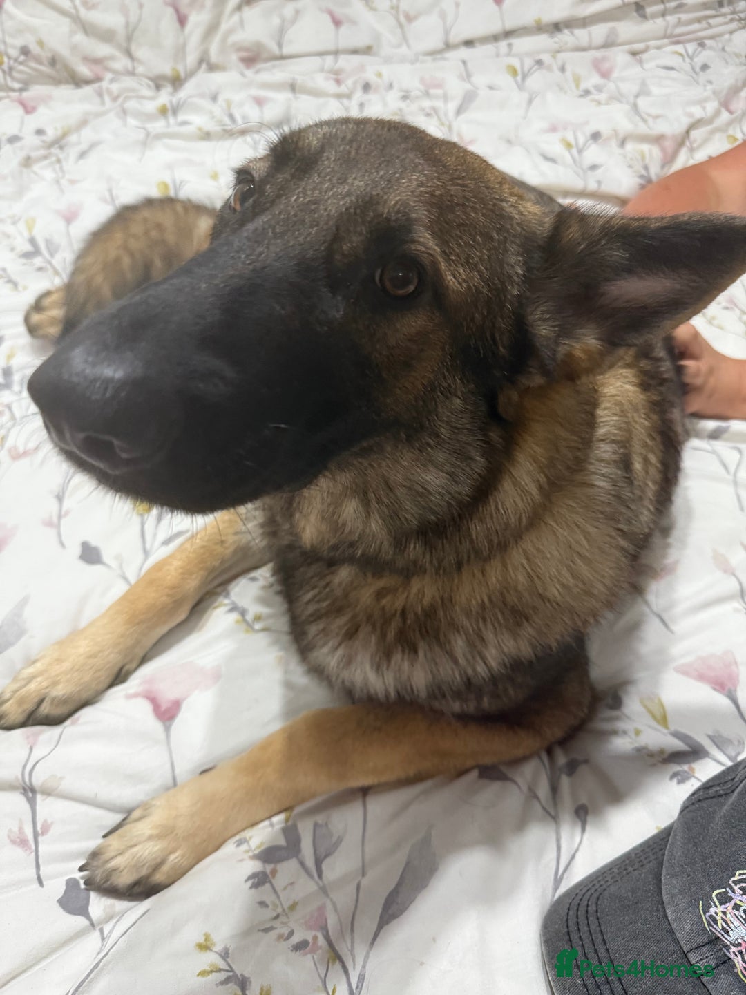 German Shepherd dogs for sale: 1 year old German Shepard female. - Image 3