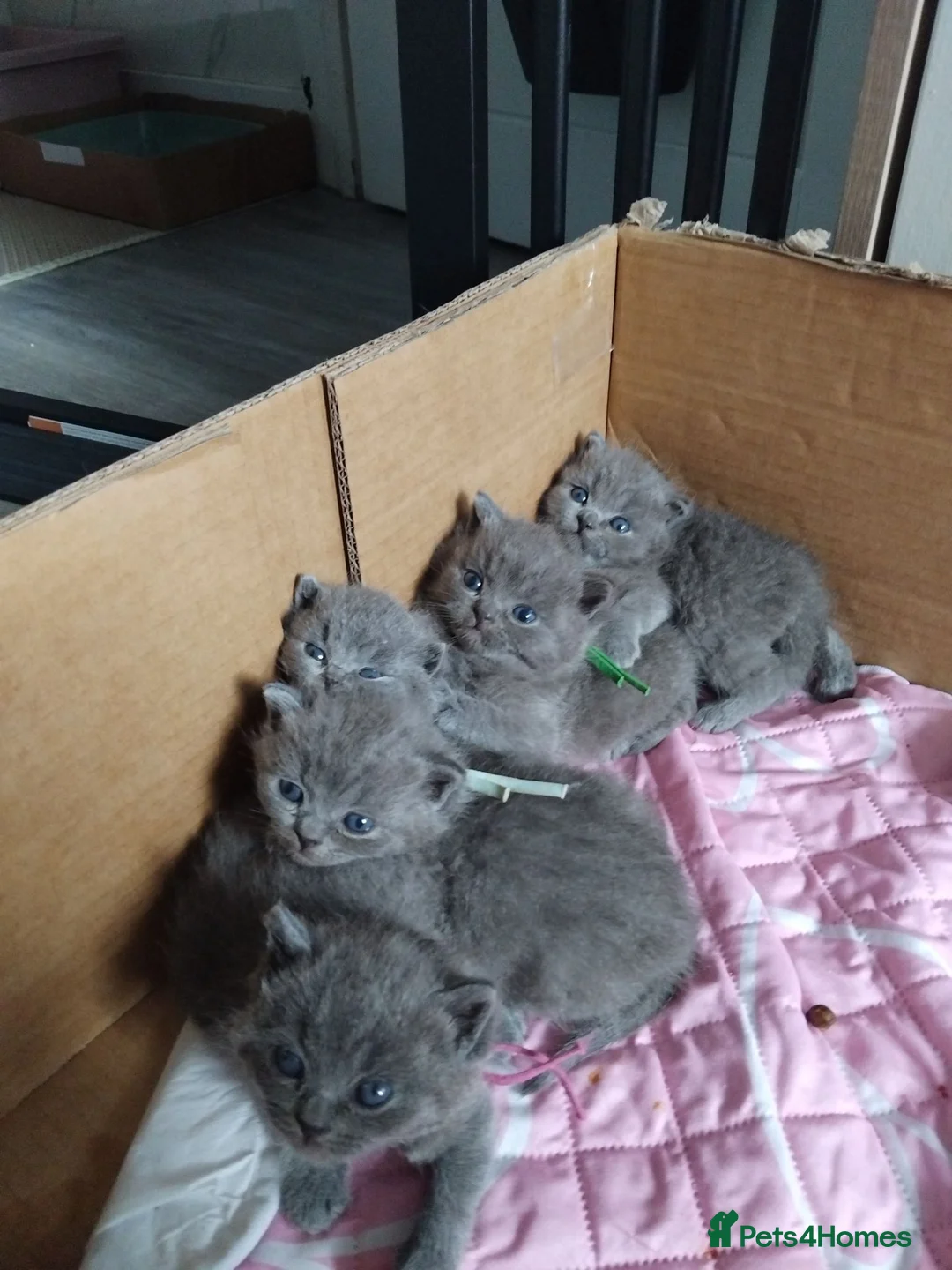 British Shorthair cats for sale: British shorthair x Russian Blue  - Advert 2