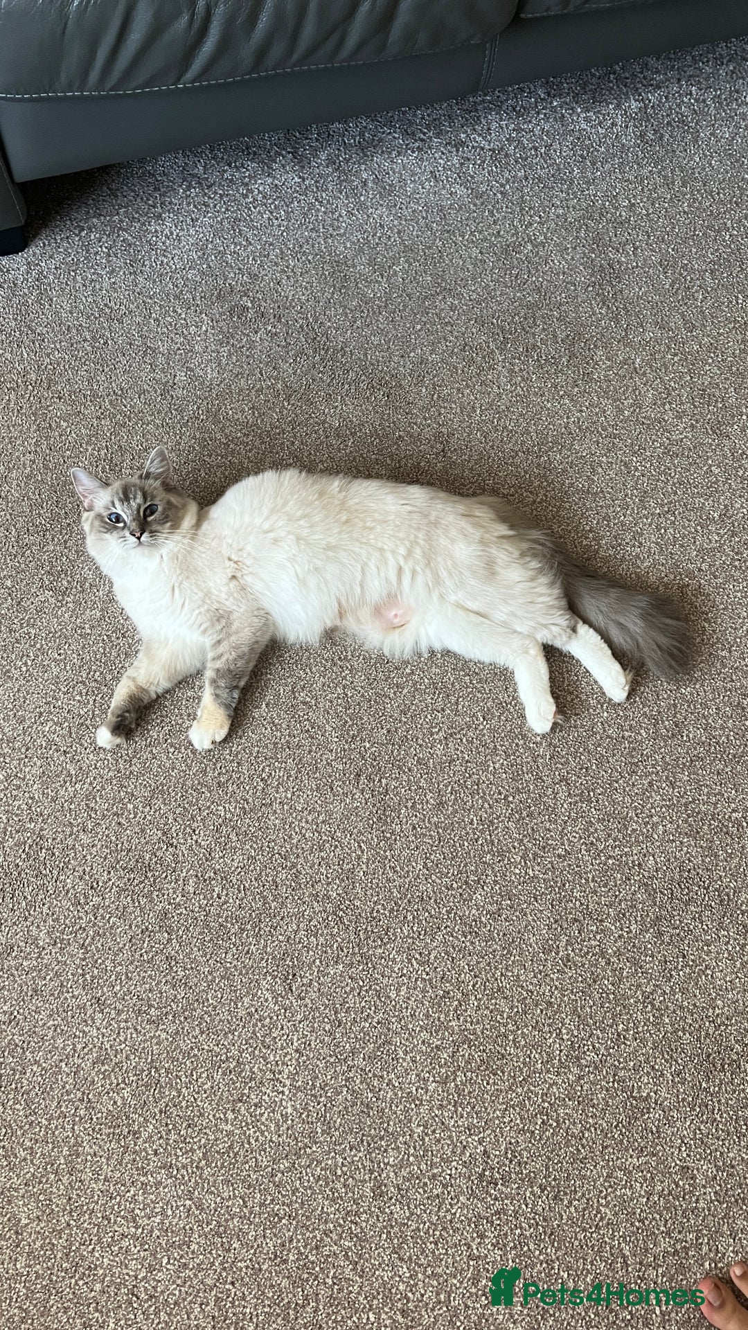 Ragdoll cats for sale: Ragdoll for sale  - Image 5