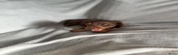 Miniature Dachshund dogs for sale: READY TO LEAVE!!! - Advert 20