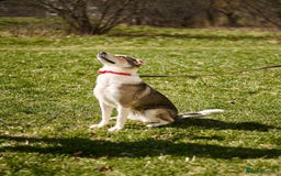 Mixed Breed dogs for adoption: 💖🐶 NINA 🐶💖 - Image 8