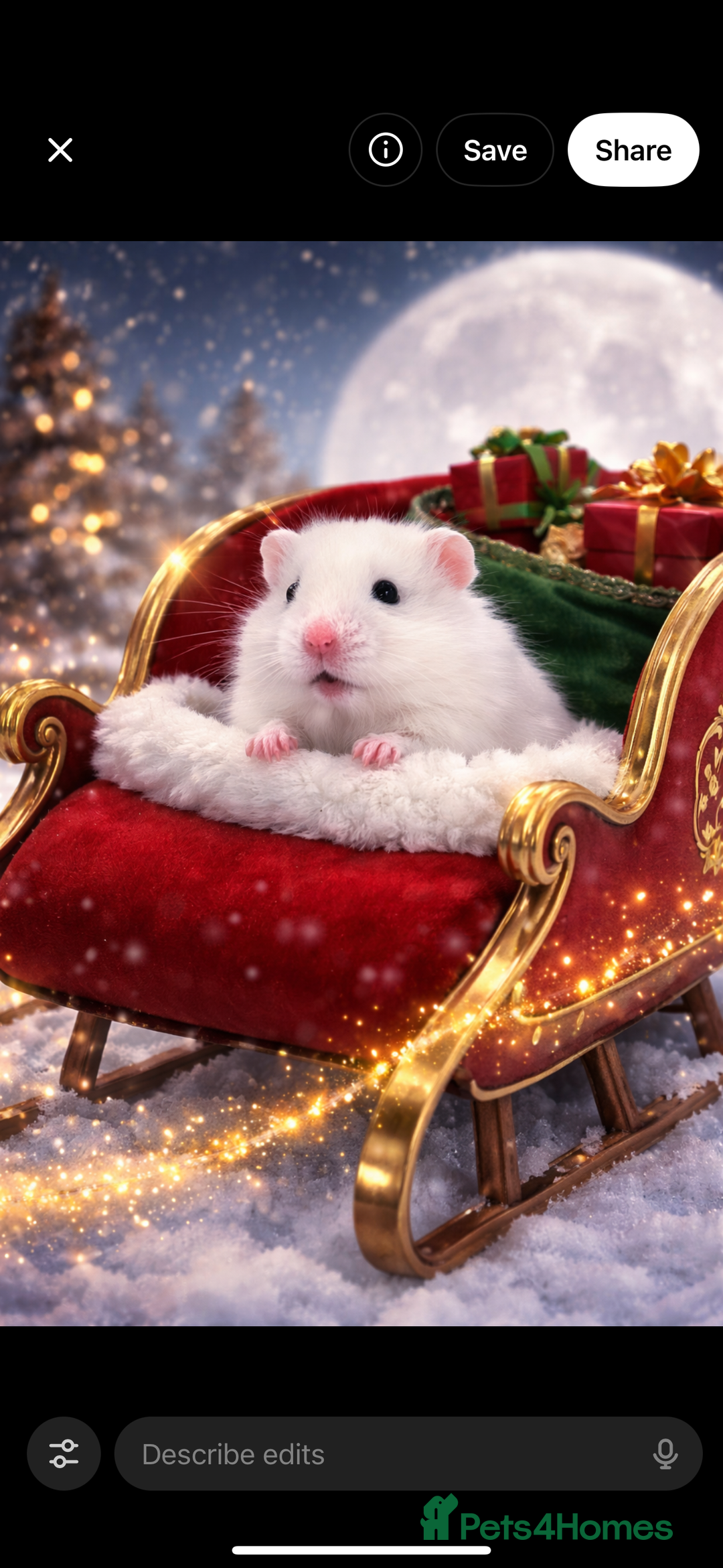 Hamster rodents for sale: Baby hamsters  - Advert 11