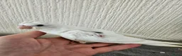 Cockatiels birds for sale: Cockatiel chicks hand tame  - Advert 15