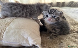 British Shorthair cats for sale: Beautiful lilac British shorthair X kittens - Image 7