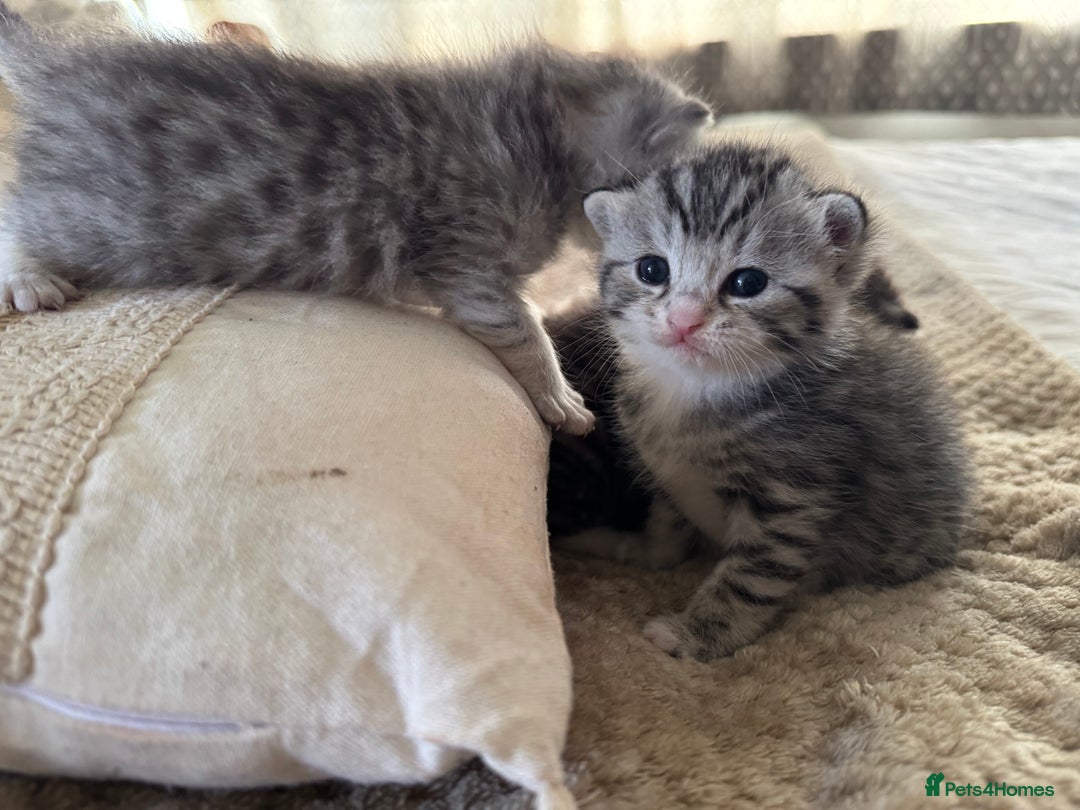 British Shorthair cats for sale: Beautiful lilac British shorthair X kittens - Image 7