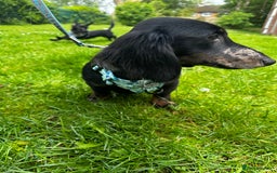 Mixed Breed dogs for sale: Lenny & Lulu - Image 3