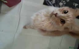 Maine Coon cats for sale: Maine coon kittens for sale  - Image 10