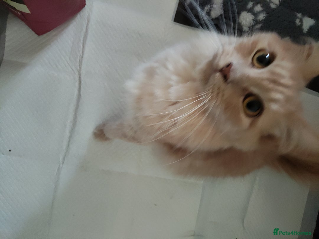 Maine Coon cats for sale: Maine coon kittens for sale  - Image 10
