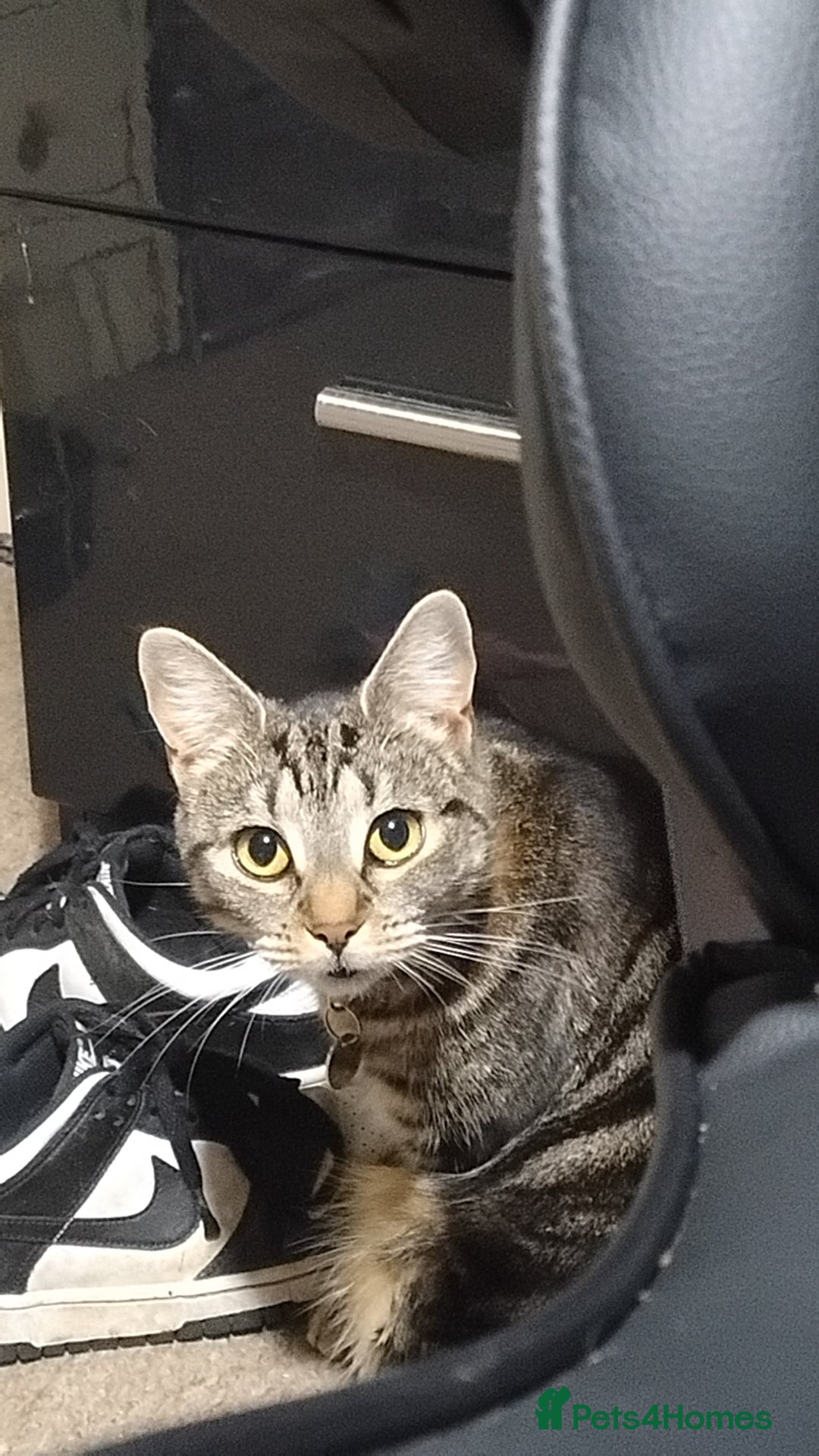 Domestic Shorthair cats for sale: This is pippin - Advert 5