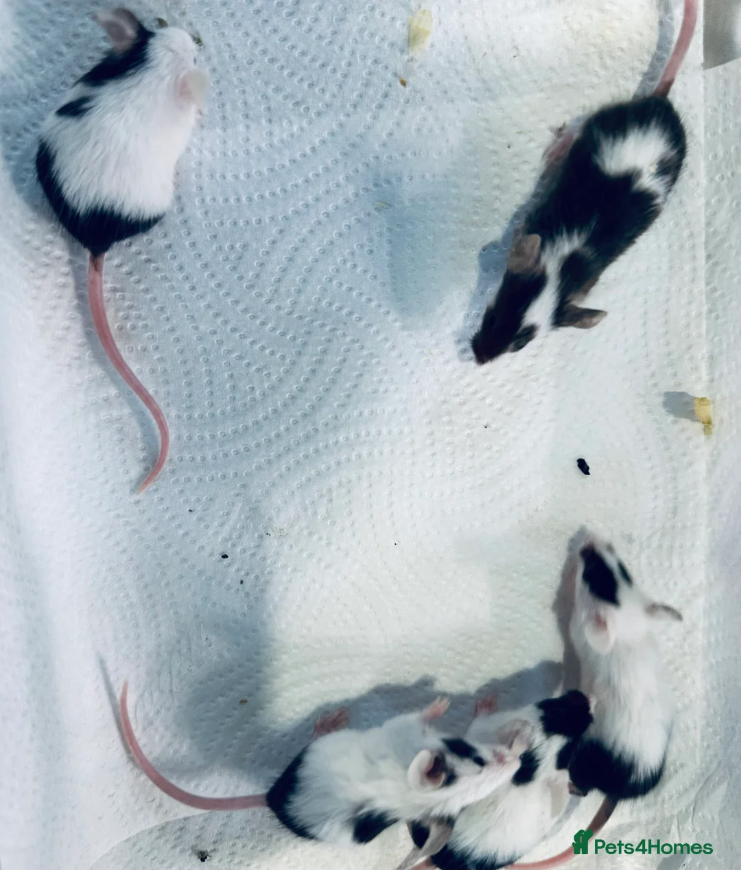 Mouse rodents for sale: Baby Male Fancy Mice  - Advert 5