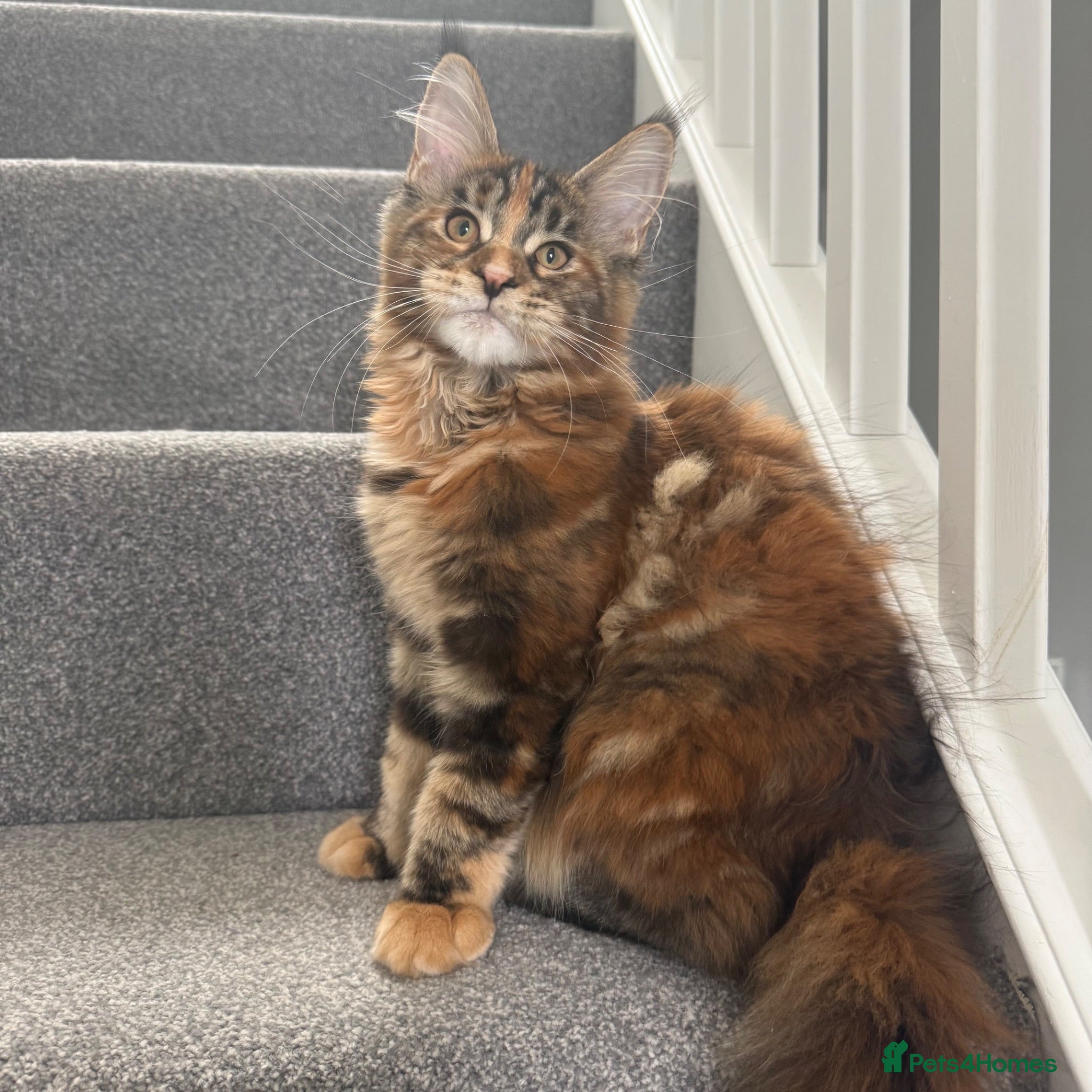 Maine Coon cats Champion line kittens 🥰 Ready to go☺️ - Advert 2