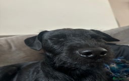 Patterdale Terrier dogs for sale: 1 year old male patterdale - Image 2