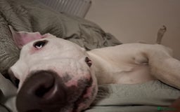 Mixed Breed dogs for sale: bull lurcher  - Image 5